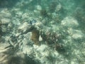 Fish swimming amoung coral reef and seagrass in the Caribbean Royalty Free Stock Photo