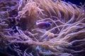 Fish swimming through anemones