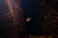 Fish swimming below the deck of a sunken shipwreck