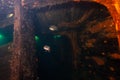 Fish swimming below the deck of a sunken shipwreck