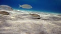 Fish swimming in blue sea Royalty Free Stock Photo