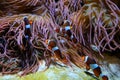 Amphiprion ocellaris clownfish Nemo vancouver aquarium in british columbia fish swimming background soothing video for Royalty Free Stock Photo