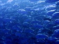 Fish swimming close at the Sea o Cortez Baja Mexico