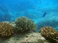 Fish swimming in coral reef Royalty Free Stock Photo