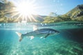 Fish swimming in crystal-clear mountain river. View from the water. Sunset Royalty Free Stock Photo