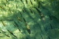 Fish swimming in green lake water. Royalty Free Stock Photo