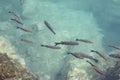 Fish swimming in harbour Atlantic Ocean Royalty Free Stock Photo