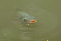 Fish is swimming in a lake