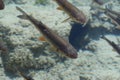 Fish swimming in the lake at Plitvice lakes in Croatia