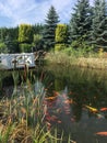 Fish swimming in the pond