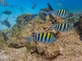 Fish swimming among the rock reef in the ocean