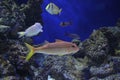 Fish swimming in S.E.A. aquarium at Singapore Royalty Free Stock Photo