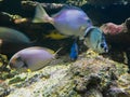 fish swimming in saltwater fish tank with synthetic coral Royalty Free Stock Photo