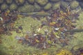 Fish swimming in small canal . Cute animal live in clean natural water Royalty Free Stock Photo