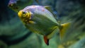 Fish swimming in water, Myleus lobatus