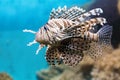 Fish swims in the aquarium, Zebra winged. Royalty Free Stock Photo