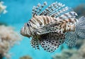 Fish swims in the aquarium, Zebra winged. Royalty Free Stock Photo