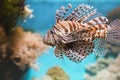 Fish swims in the aquarium, Zebra winged. Royalty Free Stock Photo