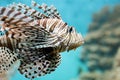Fish swims in the aquarium, Zebra winged. Royalty Free Stock Photo