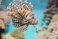 Fish swims in the aquarium, Zebra winged. Royalty Free Stock Photo