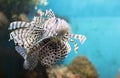 Fish swims in the aquarium, Zebra winged. Royalty Free Stock Photo