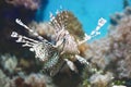 Fish swims in the aquarium, Zebra winged. Royalty Free Stock Photo