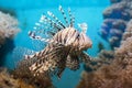 Fish swims in the aquarium, Zebra winged. Royalty Free Stock Photo