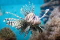 Fish swims in the aquarium, Zebra winged. Royalty Free Stock Photo