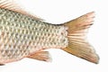 Fish tail Royalty Free Stock Photo