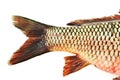 Fish tail,carp Royalty Free Stock Photo
