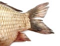 Fish tail,carp Royalty Free Stock Photo