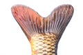 Fish tail Royalty Free Stock Photo