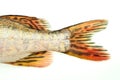 Fish tail,pike Royalty Free Stock Photo