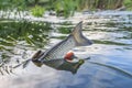 Fish tail in river water with algae. Chub fishing