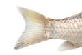 Fish tail on a white background. macro Royalty Free Stock Photo