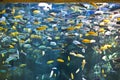 Fish Tank Royalty Free Stock Photo