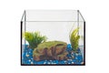 Fish tank aquarium with no water and fish on white background. Empty fishbowl. Nobody Royalty Free Stock Photo