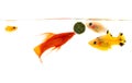 Fish tank aquarium with various fishes, goldfish on with bubbles Royalty Free Stock Photo