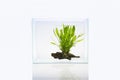 Fish tank with aquatic plant Royalty Free Stock Photo