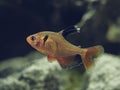 Long Fin Red Minor Tetra swimming contently in the fish tank Royalty Free Stock Photo