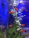 Fish tank with orange fish
