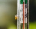 Fish tank thermometer with a snail