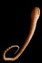 Fish Tapeworm - Detailed diphyllobothrium latum under the microscope - 3d rendering