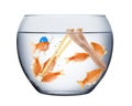 Fish teamwork concept Royalty Free Stock Photo