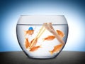 Fish teamwork concept Royalty Free Stock Photo