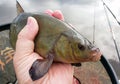 Fish tench is caught by a fisherman and lies in the net Royalty Free Stock Photo