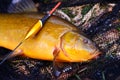 Fish tench lying on a fishing net Royalty Free Stock Photo