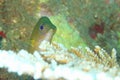 Fish - Ternate damsel