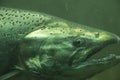 The Chinook salmon Oncorhynchus tshawytscha also called king salmon. Fish on their way to spawning, view from Ballard Locks in Royalty Free Stock Photo