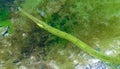 Fish in the thickets of seaweed. Broadnosed pipefish (Syngnathus typhle Royalty Free Stock Photo